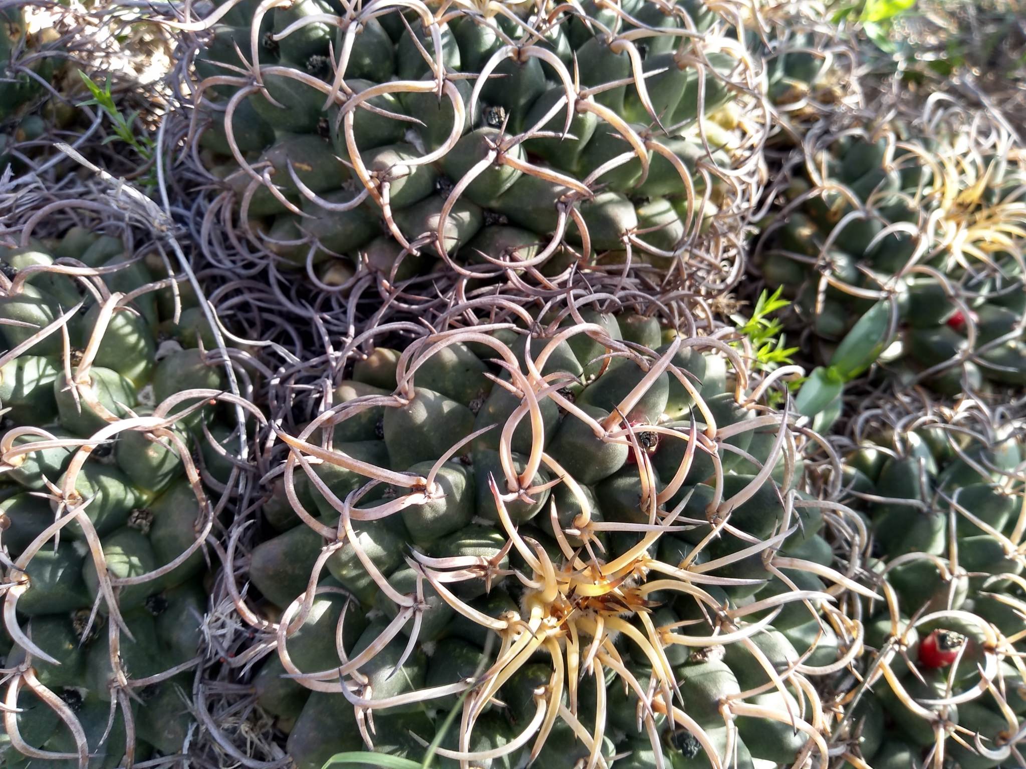 Mammillaria magnimamma